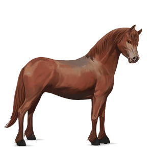 pony quarter pony hellgrau