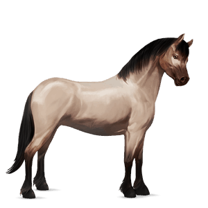 pony new-forest-pony strawberry roan