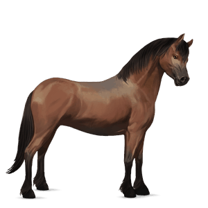pony rotbrauner