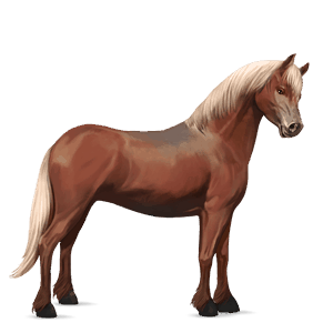 pony deutsches reitpony rotbrauner