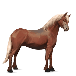 pony connemara-pony forellenschimmel