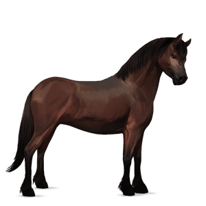 pony connemara-pony brauner