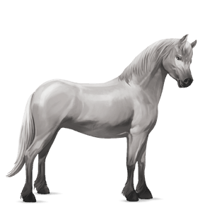 pony connemara-pony hellgrau