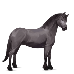 pony quarter pony dunkelfuchs