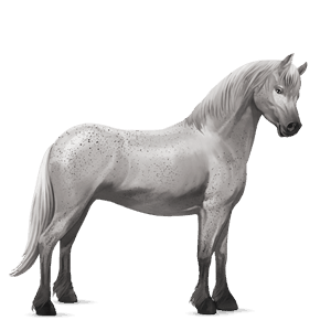 pony shetlandpony dunkelfuchs mit heller mähne