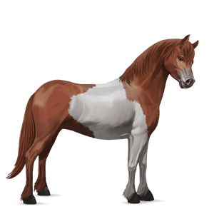 pony overo-fuchsschecke