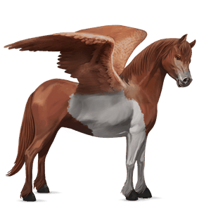 pegasus-pony connemara-pony apfelschimmel