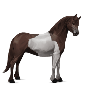 reitpferd paint horse dunkelfuchs mit tobiano-scheckung