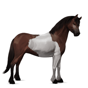 pony dunkelbrauner
