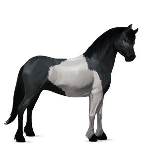 pony quarter pony rappe mit overo-scheckung