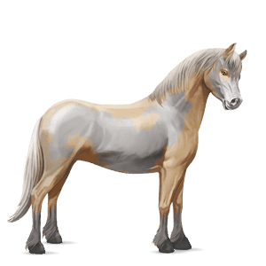 pony connemara-pony dunkelfuchs