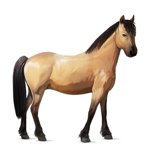 pony belgisches reitpony falbe