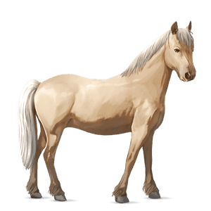 pony connemara-pony palomino
