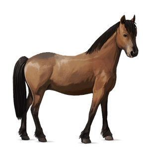 pony connemara-pony brauner