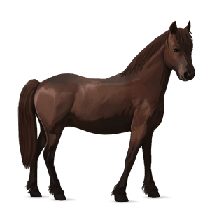 reitpferd isländer falbe