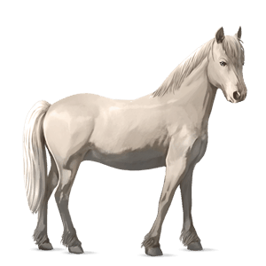 pony connemara-pony hellgrau