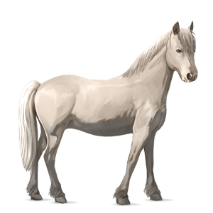 pony roan