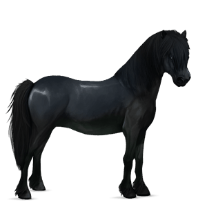 pony norweger braunfalben