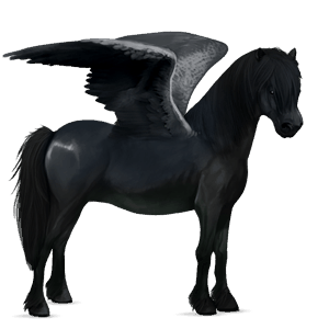 pegasus-pony connemara-pony hellgrau