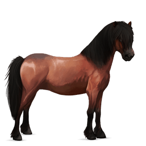 pony connemara-pony rotbrauner