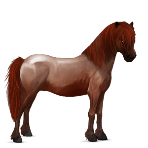 pony deutsches reitpony fuchs