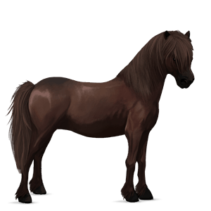 pony neufundland pony dunkelfuchs