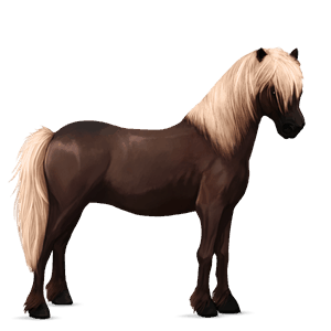 pony shetlandpony dunkelfuchs