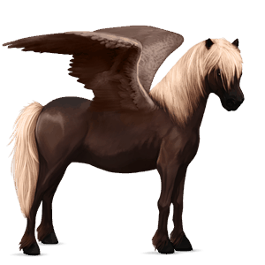 pegasus-pony deutsches reitpony dunkelbrauner