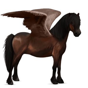 pegasus-pony neufundland pony dunkelbrauner