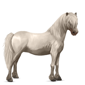 pony neufundland pony brauner