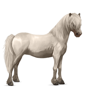 pony deutsches reitpony rappe