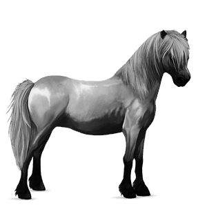 pony shetlandpony apfelschimmel