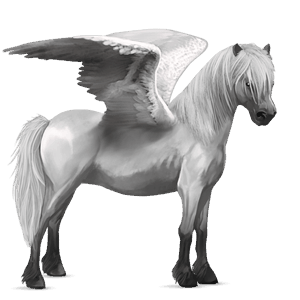 pegasus-pony neufundland pony hellgrau
