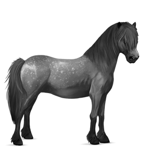 pony roan