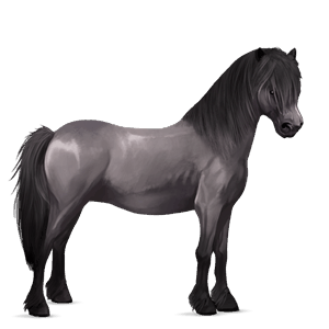pony quarter pony forellenschimmel