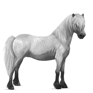 pony connemara-pony forellenschimmel