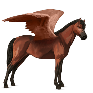 pegasus-pony connemara-pony rotbrauner