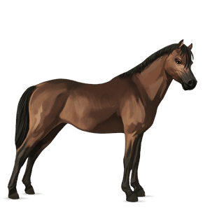 pony welsh cob brauner