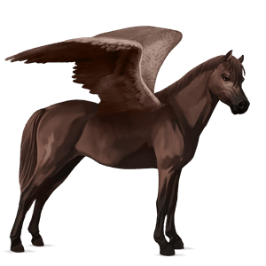 pegasus-pony deutsches reitpony dunkelfuchs