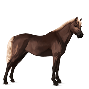pony shetlandpony dunkelfuchs
