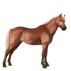 pony shetlandpony dunkelbrauner