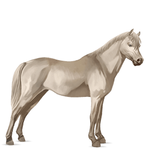 pony norweger braunfalben