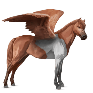 pegasus-pony quarter pony dunkelfuchs