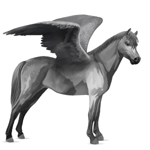 pegasus-pony quarter pony dunkelbrauner