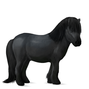 pony shetlandpony rappe