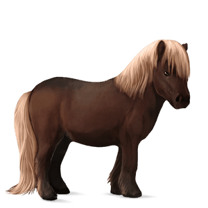 pony shetlandpony rotbrauner