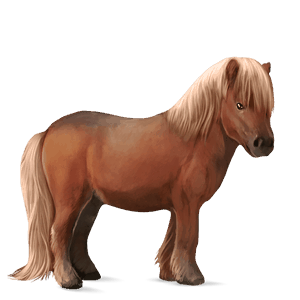 pony shetlandpony hellgrau