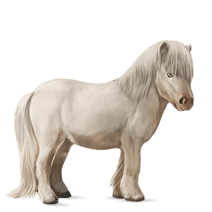 pony shetlandpony palomino