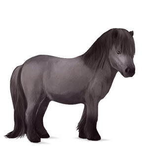pony connemara-pony dunkelbrauner