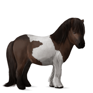 pony shetlandpony dunkelbrauner